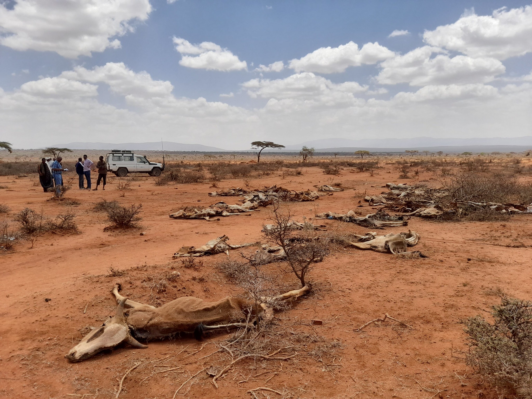 Dead livestock and a deserted landscape.