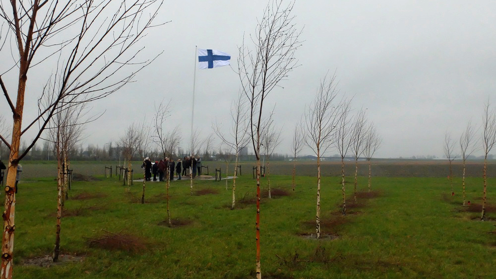 Björkplantor och en finsk flagga i gråväder. 