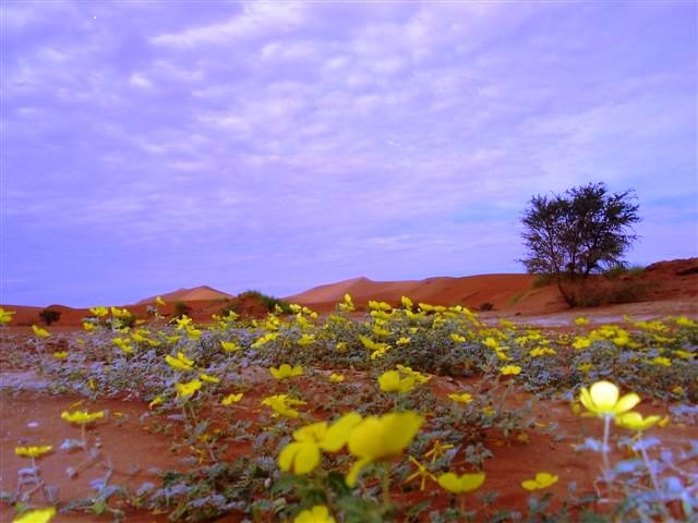 autiomaa kukkii namibiassa