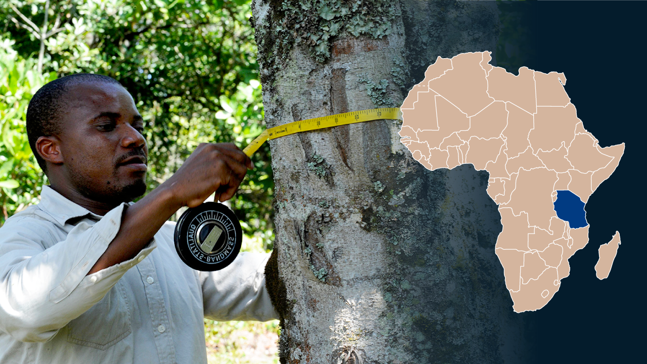 A Tanzanian man measures the thickness of a tree with a tape measure.