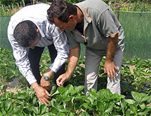 Zenel Bunjaku från IADK lär förvaltare Brahim Balaj hur man odlar jordgubbar. Foto: Maria Kankkunen