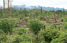 Kiertelevä kaskiviljely on yhtenä syynä Laosin metsäalan vähenemiseen. Kuva: Marja-Leena Kultanen