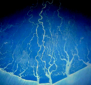 Niger Delta