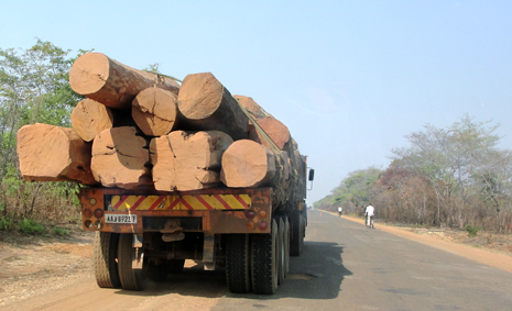 Tiikkiä kuljetetaan Sambian länsiprovinssista kohti pääkaupunkia Lusakaa. Kuva: Laura Heiskanen