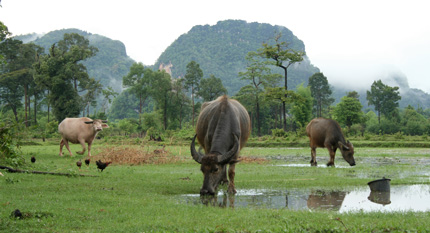 Vesipuhveli on arvokas työjuhta ja tuotantoeläin Laosissa. Kuva: Marja-Leena Kultanen