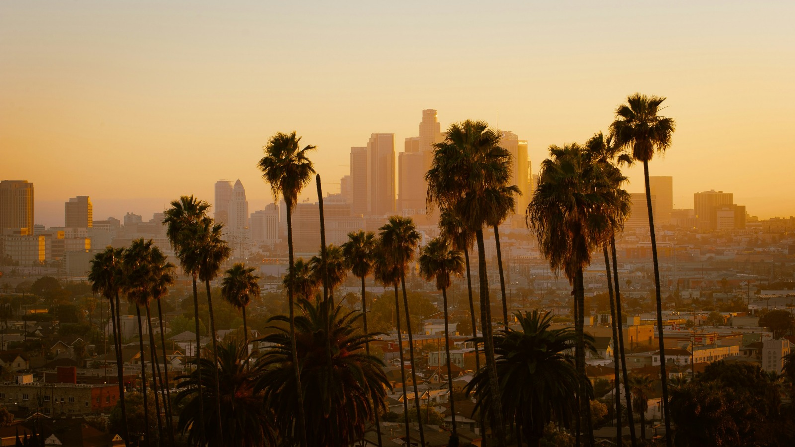 Palm trees and the skyline of Los Angeles during sunset.