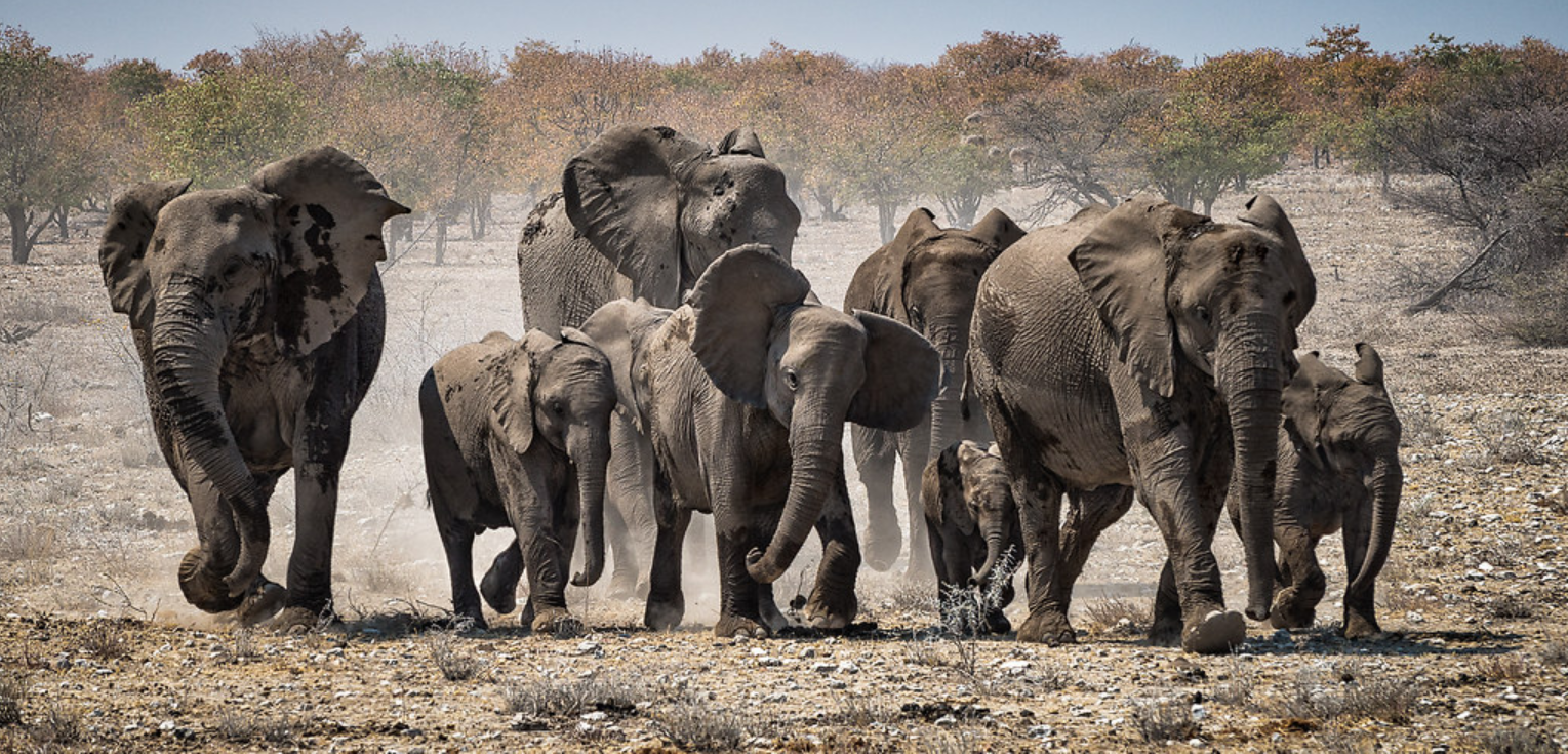 Elefanttilauma kulkee savannilla.