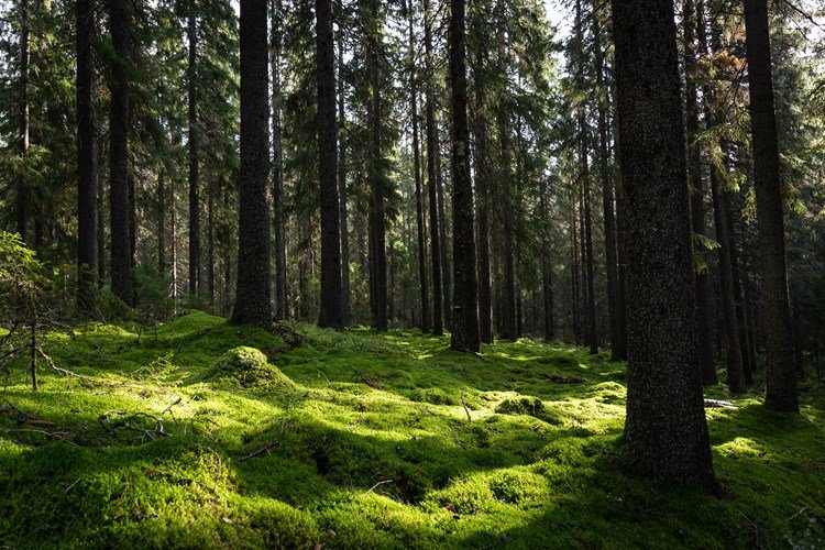 Image of a green forest.
