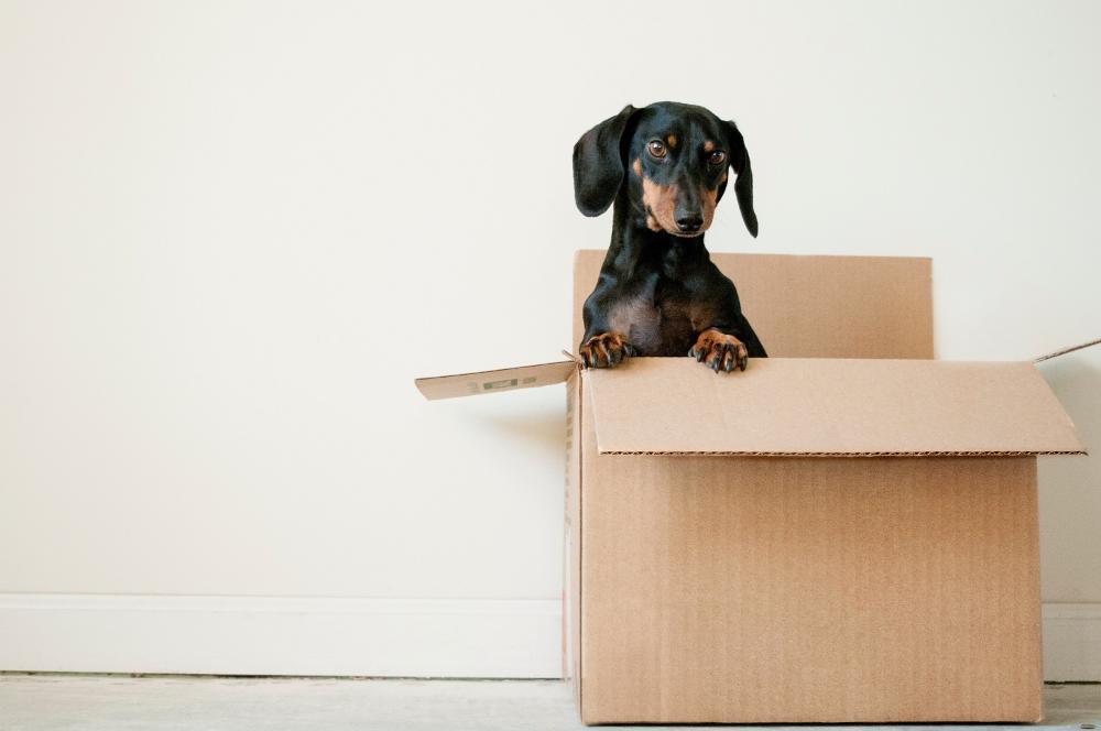 A dog sitting inside a moving box