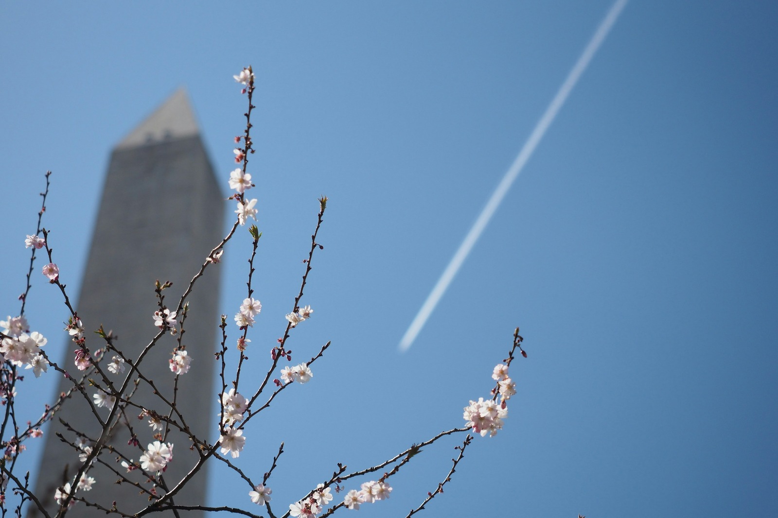 Cherry blossoms on the left side of the photo with a blurry Washington Monument in the background.