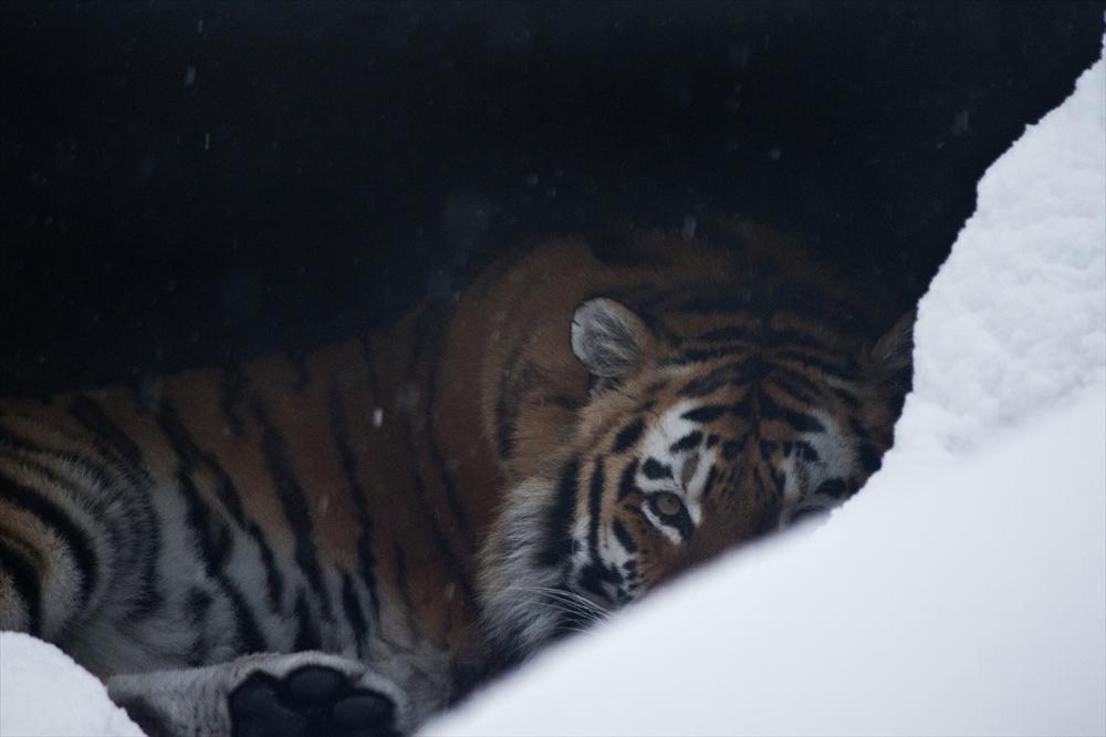 Глаз тигра следит за всеми нами: в зоопарке Хельсинки во время финской снежной зимы амурские тигры чувствуют себя как дома, так как они родом из Сибири.