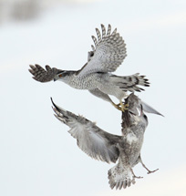 Behaviour: Birds - Winner "Snatch and grab" © Arto Juvonen / Veolia Environnement Wildlife Photographer of the Year 2010