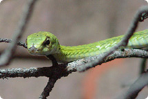 Boomslang