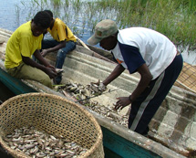 Kalastus on tärkeä elinkeino Sambian Luapulassa. Kuva: Matti Nummelin