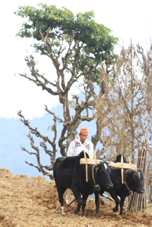 Kuva: Narendra Shrestha
