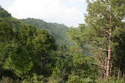 Metsää Margala Hills -kukkuloilla Islamabadin lähellä.