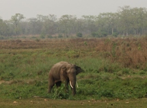 Norsu Chitwanissa