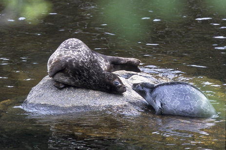 Saimaa ringed seal, freshwater seals, eastern Finland, Savonlinna, endangered species, extinction, conservation, Finnish Lakeland