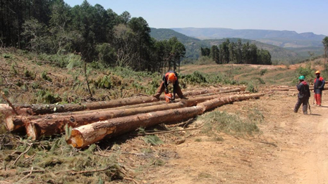 Skogsbruket i Zimbabwe kräver fortfarande mycket arbetskraft. Foto: Laura Heiskanen