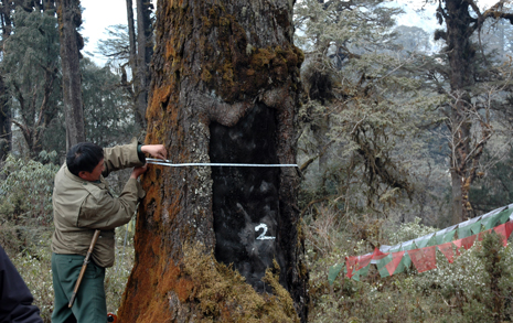 Träd mäts i Bhutans bergstrakter. Foto: Basanta Gautam
