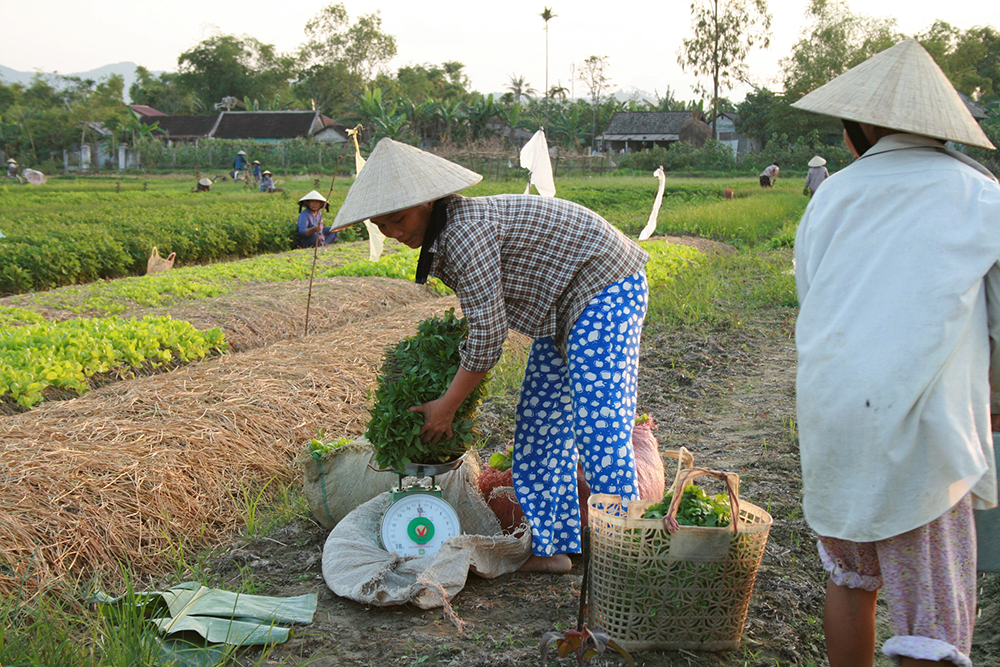 Female farmers working on a field in Central Vietnam. One of them is weighing the vegetables before taking them to the market.